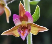Epipactis royleana x palustris